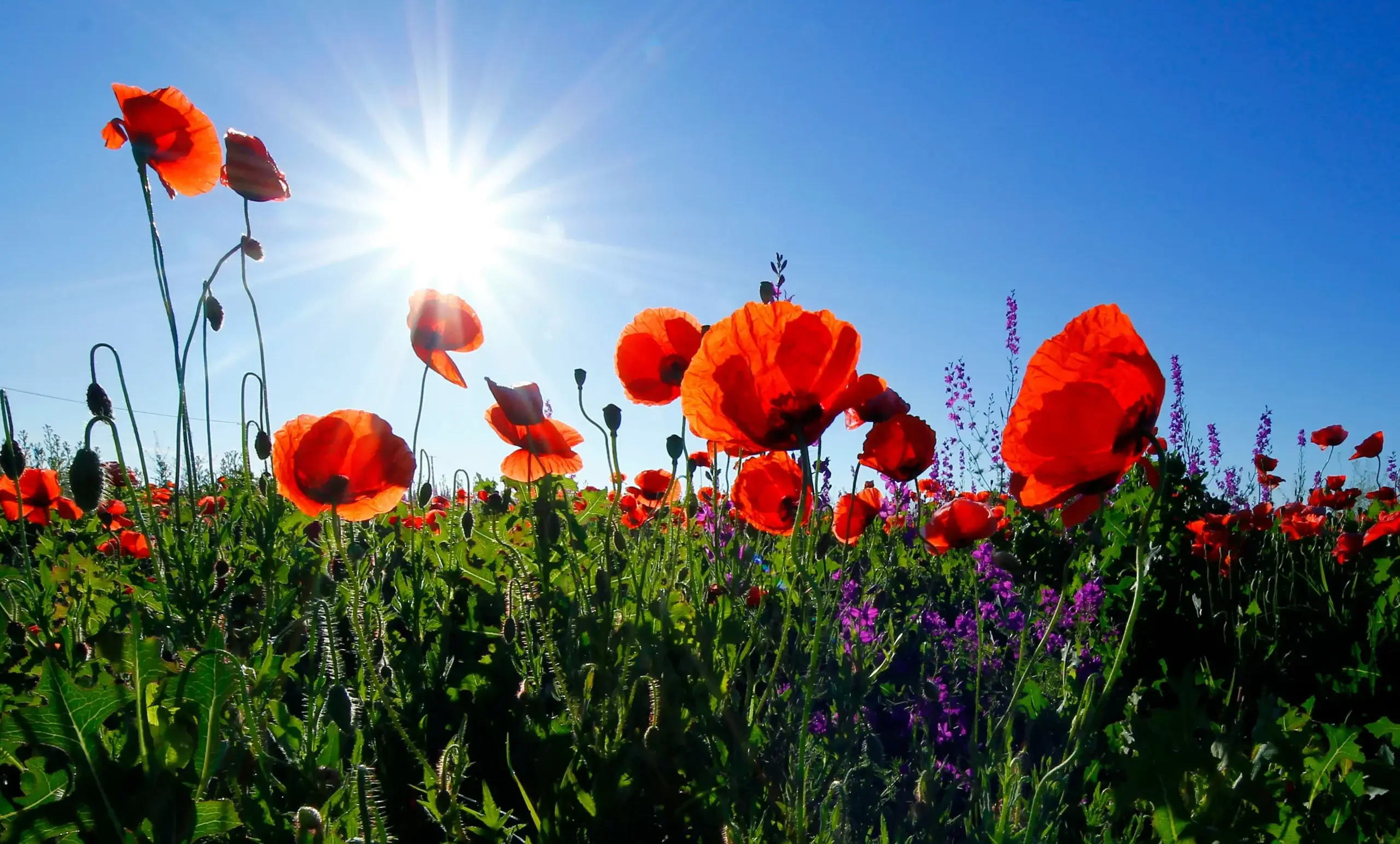 L’importance de…